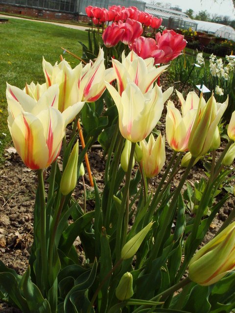 Tulipa fleur de lis 'Marilyn' PB 13